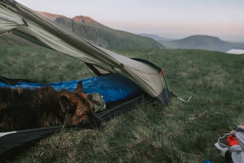 black, animal themes, domestic, nature, lying, mountains, 4K, animal head, background, no people, camping, mountain, tent, outdoors, landscape, coated