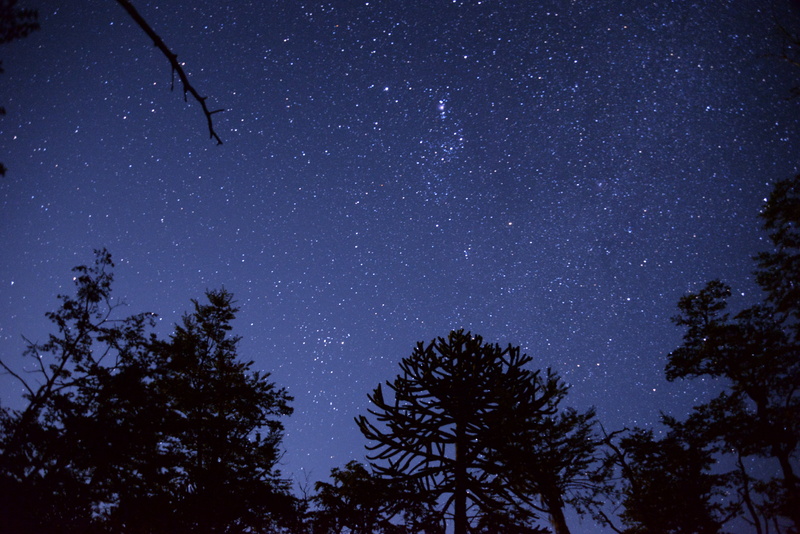 no people, conguillío national park, dark, chile, 5K, silhouette, milky Way, plant, tranquility, trees, beauty in nature, constellation, tree canopy, galaxy