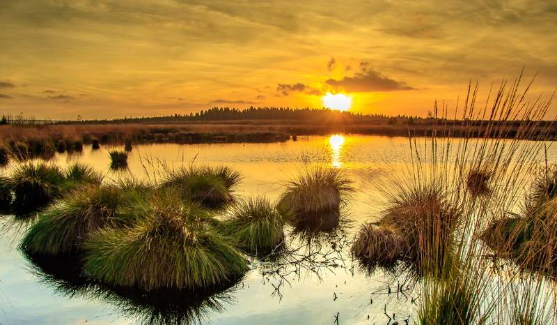 nature, water, swampy, reflection, abendstimmung, grass, wetland, orange color, belgium, beauty in nature, high fens, tranquility, non-urban scene, tranquil scene