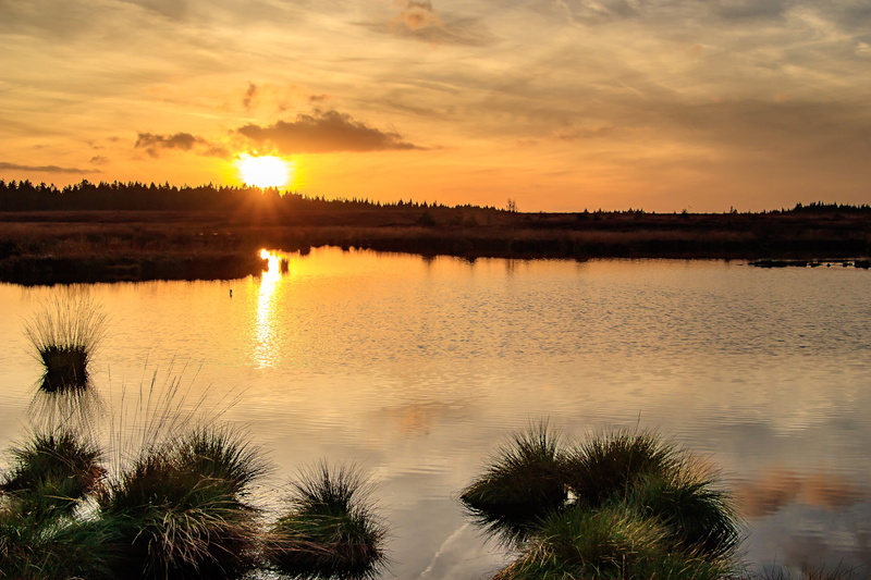 tree, high fens, swamp, sunlight, tranquility, marsh, swampy, scenics - nature, abendstimmung, wetland, plant, landscape, mood, orange color, eifel, sky