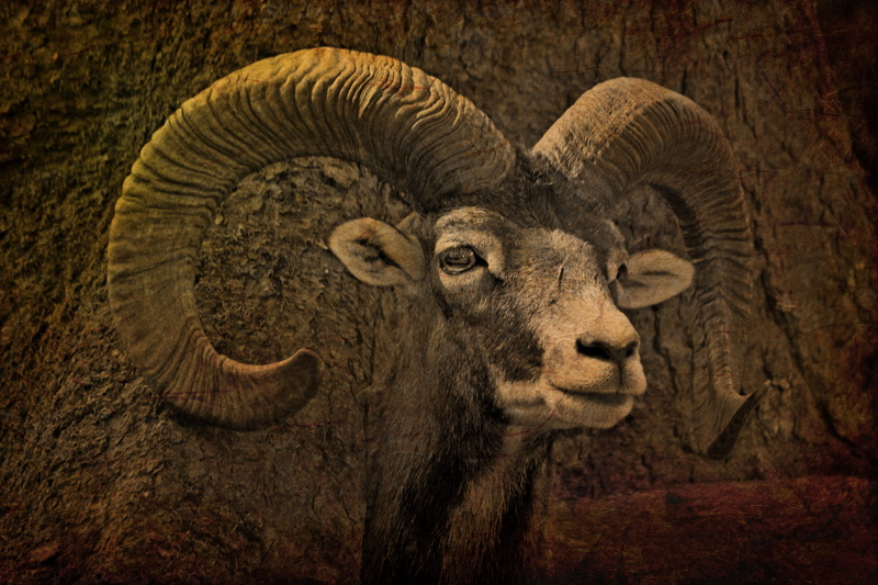 livestock, no people, national park, close-up, herbivorous, 2K, antler, horns, animal wildlife, eifel, mouflon, domestic animals, painting, mammal, bock