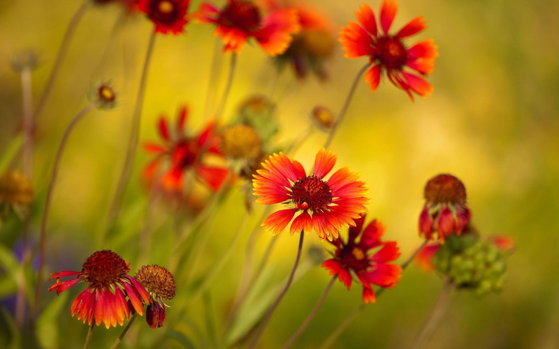 2K, backround, flower, red, nature, flowers