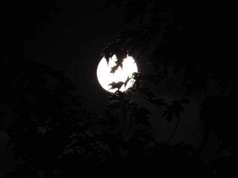 full moon, Trees, backround, moonlight through trees, plant part, sky, night, halloween, tranquil scene, nature, no people, silhouette, 4K, leaf, moon