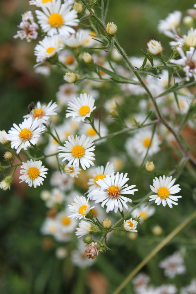 nature, daisy, beauty in nature, plant, flowers, flowering plant, mother nature, inflorescence, pretty, outdoors, pollen, freshness, close-up, fragility
