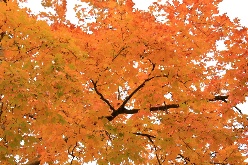 maple tree, plant, day, tranquil scene, outdoors, fall, leaves, change, autumn collection, maple leaf, nature, 2K, growth, scenics - nature