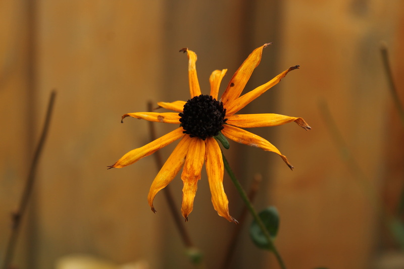 flower head, sunflower, pollen, outdoors, freshness, plant, petal, growth, coneflower, orange color, close-up, flowering plant, backround, nature, inflorescence