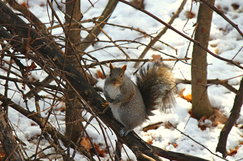 cute, rodent, animal themes, focus on foreground, one animal, winter, no people, tree, outdoors, mammal, cold temperature, 2K, backround, whisker