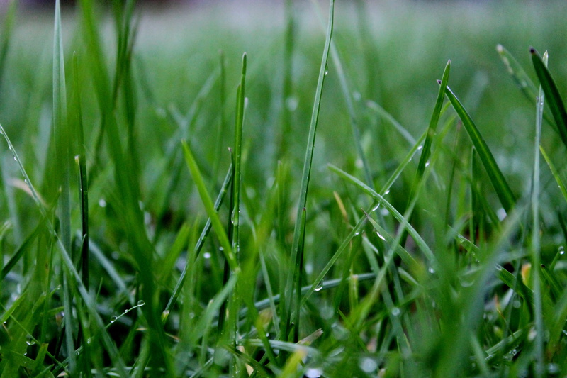 field, growth, beauty in nature, raindrop, cloudy, no people, grass, selective focus, backround, land, raindrops, textures, green, close-up, wet, freshness