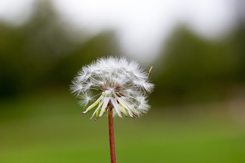 inflorescence, softness, dandelion seed, flower, close-up, nature, flower head, fragility, tico medina, outdoors, dandelion, freshness, beauty in nature