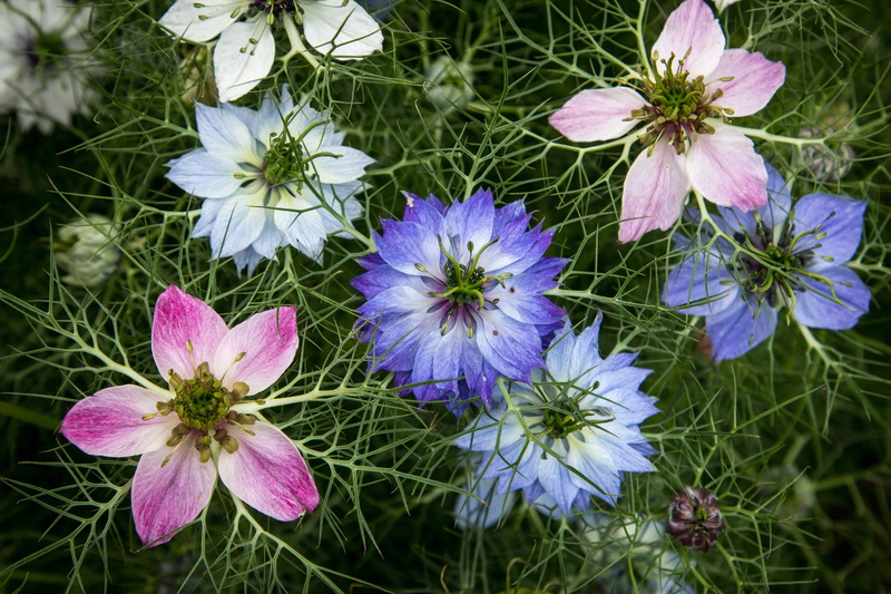 day, selective, petal, mist, inflorescence, flower head, close-up, garden, blossom, no people, leaf, flora, flower, flowers, focus, photoghraphy, nigella
