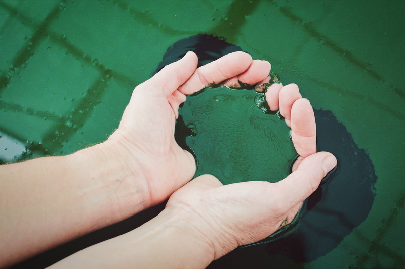 green, human body part, photoghraphy, hand, day, person, personal perspective, real people, liquid, nature, human hand, 5K, finger, unrecognizable person