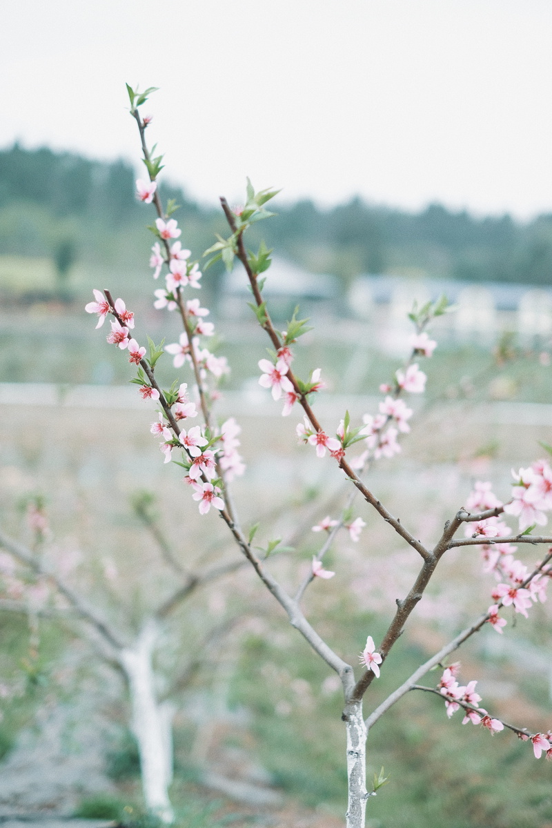 photography, cherry tree, tranquility, tree, springtime, white, flowering plant, vulnerability, branch, pink color, flowers, beauty in nature, bloom, day