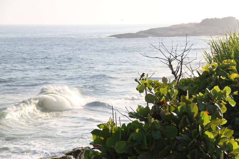 5K, plant, growth, beach, copacabana, sky, water, horizon, tranquil scene, bird, wave, motion, nature, day, horizon over water, land, tranquility, scenics - nature