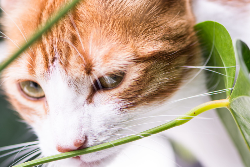 copacabana, close-up, ginger cat, look, vertebrate, no people, animal head, green, one animal, animal themes, nature, leaf, domestic animals, pets, fur