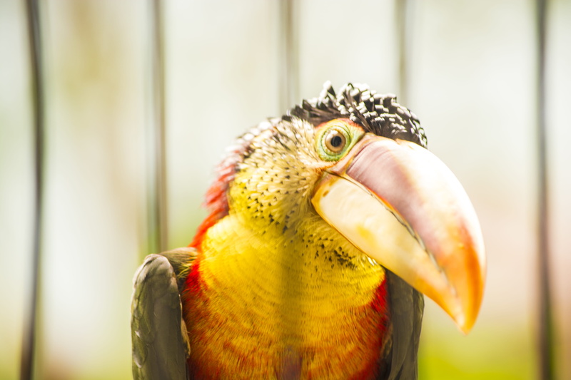 yellow, animal head, tucan bird, bird, colorful bird, caged animal, jungle, animals in the wild, rodrigo rodriguez, animal body part, beak, 5K, focus on foreground