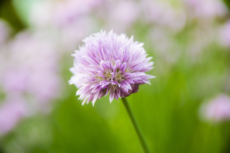 springtime, flower head, rodrigo rodriguez, illinois, purple flower, beauty in nature, purple, day, outdoors, 5K, petal, focus on foreground, selective focus