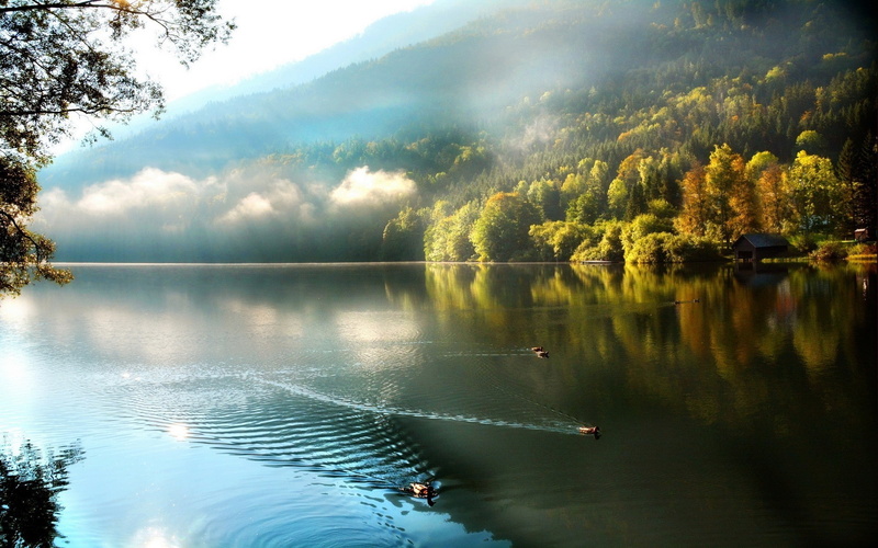 1080P, fall lake nature trees mist clouds duck water landscape reflection swimming boathouses forest