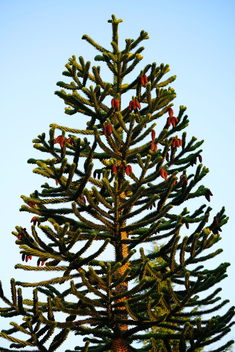 chile pine, snake tree, decoration, christmas decoration, chilean schmucktanne, no people, coniferous tree, plant, day, araucaria, clear sky, chile fir