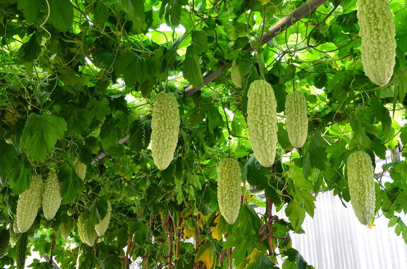 outdoors, 2K, close-up, Droop, day, plant, beauty in nature, sunlight, growth, Shed, nature, tranquility, Bitter Melon, leaf, food and drink, freshness