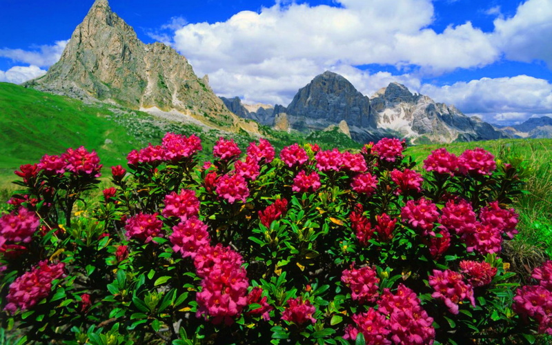 phones, grass, green, meadows, blue, 1080P, desktop, laptops, mountain, mobile, clouds, hd, pink, peaks, rocky, skies, roses, flowers