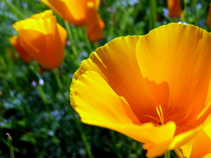 selective focus, Jesus Loves You, Iasi, tulip, flower, beauty In Nature, 30 Days, Prayer, Thankfulness, Christian, yellow, Thanksgiving, summer, 2K, Verse