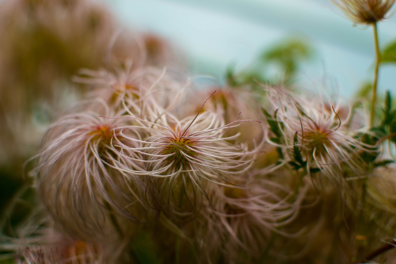 fragility, white color, warsaw university library, no people, petal, inflorescence, vulnerability, 5K, plant, dandelion seed, freshness, plants, outdoors