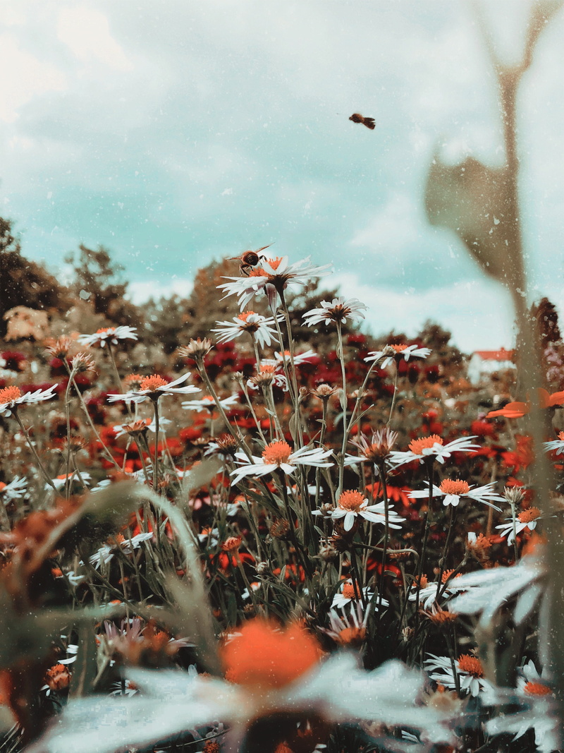 no people, rain, transparent, warsaw, selective focus, beetle, beauty in nature, sun, warszawa, travel, close-up, poland, white, flowering plant, sky, 4K