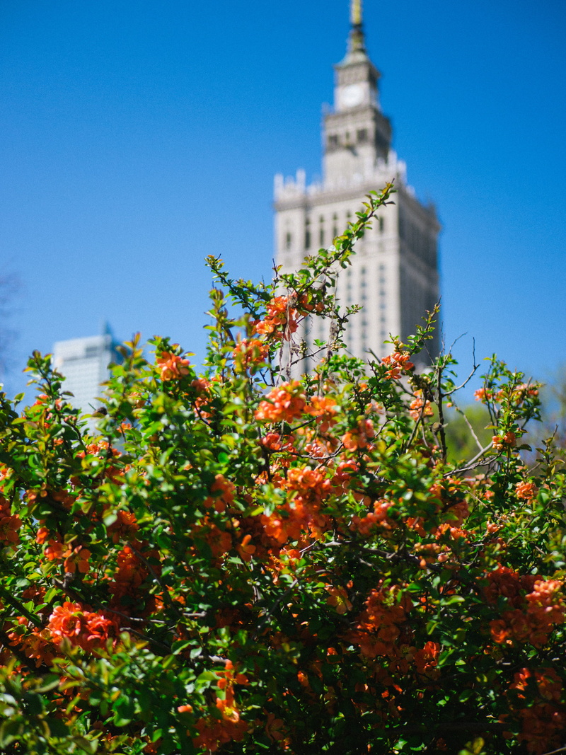 leaves, green, day, palace of culture and science, growth, architecture, spire, blue sky, green color, flora, flower, bush, bell tower, orange, vegetation