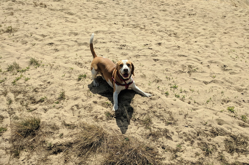 domestic animals, beagle, sphere, rodeo, puppy, day, fun, poland, sand, running, pets, outdoors, sunlight, mammal, motion, land, nature, one animal, domestic