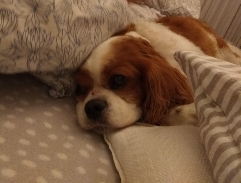 lap dog, portrait, pillow, animal, mammal, grenadierów 67/69, canine, small, lying down, pets, cozy, domestic, domestic animals, warszawa, one animal, dog
