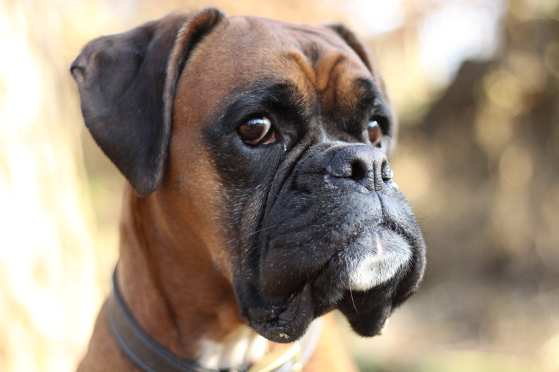 small, domestic, animal body part, black color, animal themes, pets, mammal, boxer dog, canine, portrait, vertebrate, animals, boxer - dog, day, looking