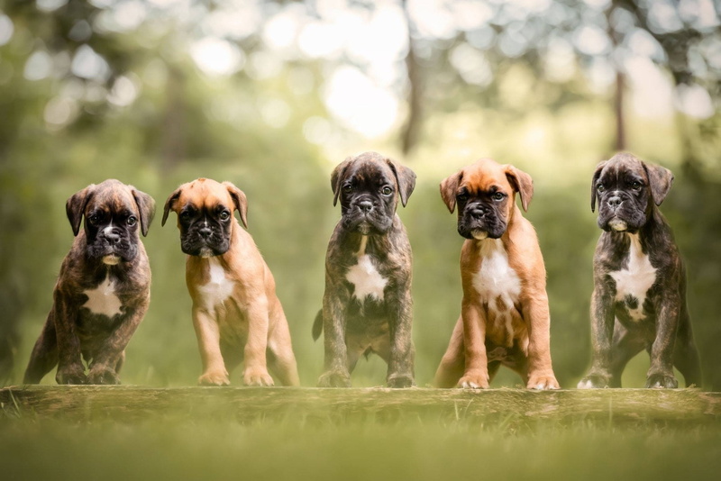 Boxer, Dogs, Pet, Dog, Boxer (Dog), 1080P, Puppy, Baby Animal