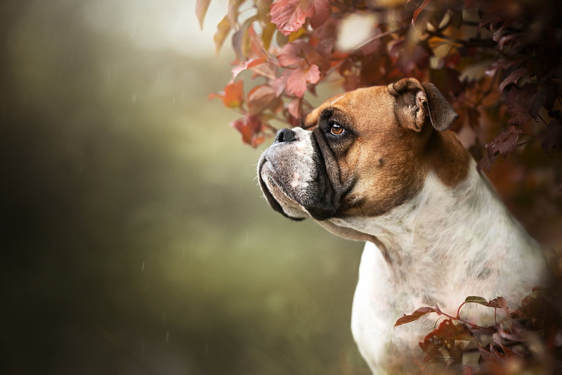 Pet, Boxer (Dog), 1080P, Dogs, Boxer, Dog