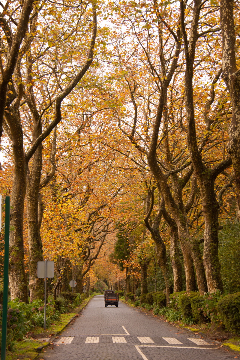 travel destinations, autumn collection, growth, diminishing perspective, leaves, tree, trunk, trafic, day, Road, Woods, direction, transportation, outdoors