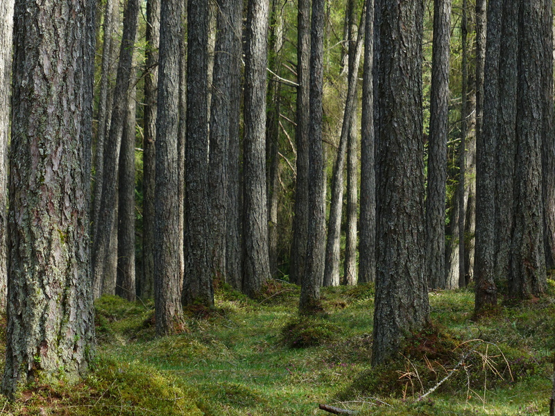 tranquility, western, non-urban scene, no people, nature, larch forest, fairy tale forest, trunk, forest, green, tree trunk, pine family, pine woodland