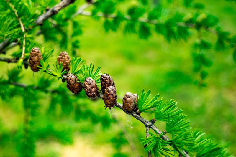 outdoors, branch, day, nature, pine tree, coniferous tree, pinaceae, green, plant part, larch, pine cone, selective focus, needle - plant part, forest