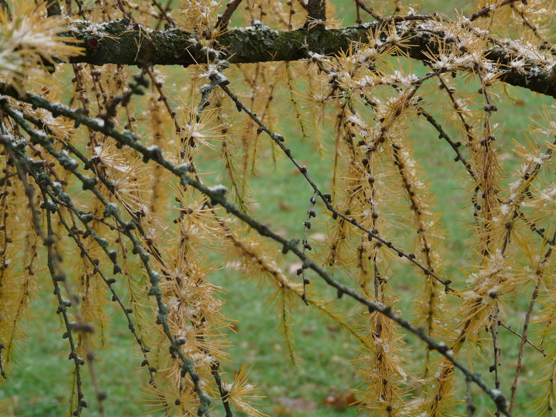 outdoors, larix, branch, dry, focus on foreground, tranquility, beauty in nature, plant, no people, tree, close-up, growth, flowering plant, western, 2K