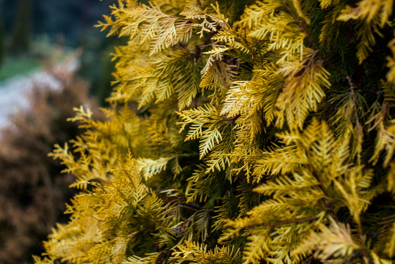 growth, vulnerability, pine tree, brown, fragility, close-up, evergreen, bright, pine, day, plant part, plant, focus, beauty in nature, environment, focus on foreground