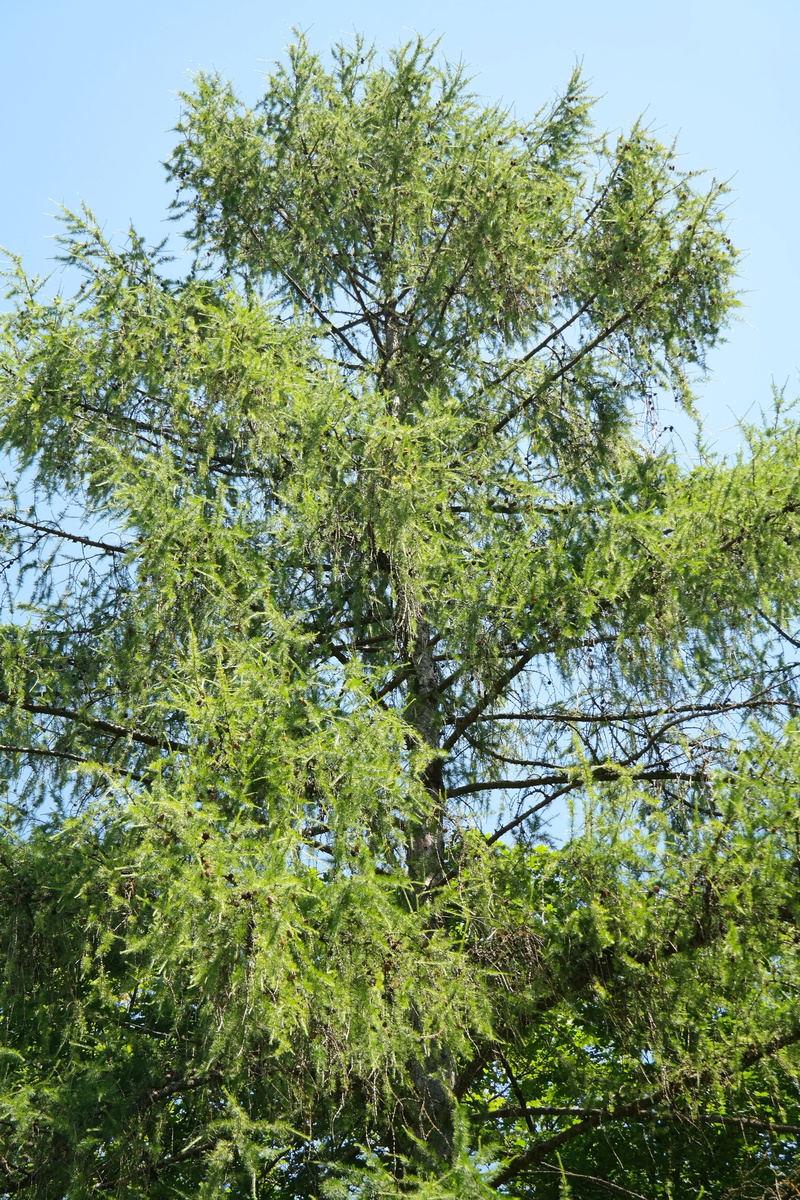 plant, low angle view, scenics - nature, beauty in nature, branches, branch, tranquil scene, tree, european larch, sky, no people, outdoors, 5K, pine family