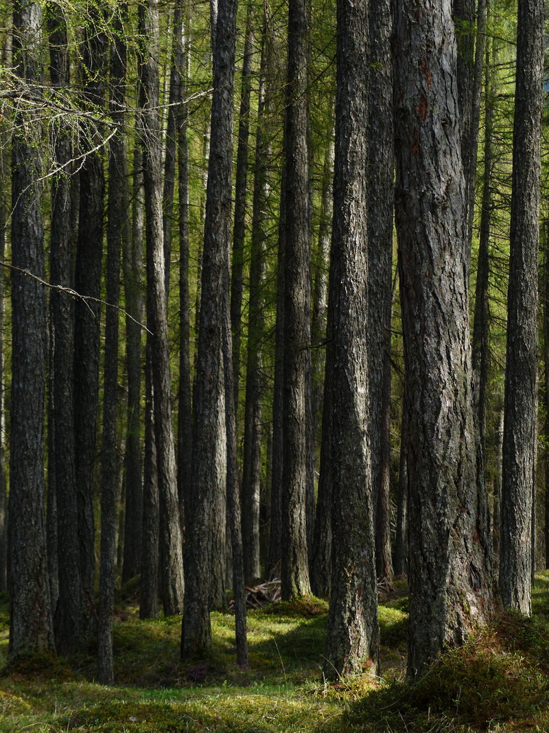 western, land, Forest, tranquil scene, pine family, larix, woodland, scenics - nature, environment, no people, green color, larch forest, tranquility, pine tree