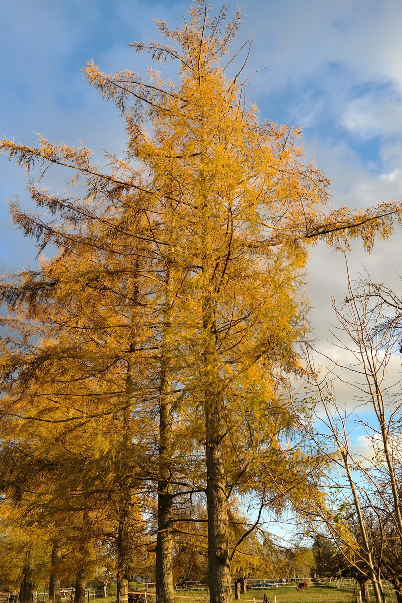 beauty in nature, no people, day, needlelike leaves, tranquility, summer green, tree canopy, growth, larix decidua, outdoors, summer green tree, leaf, orange color