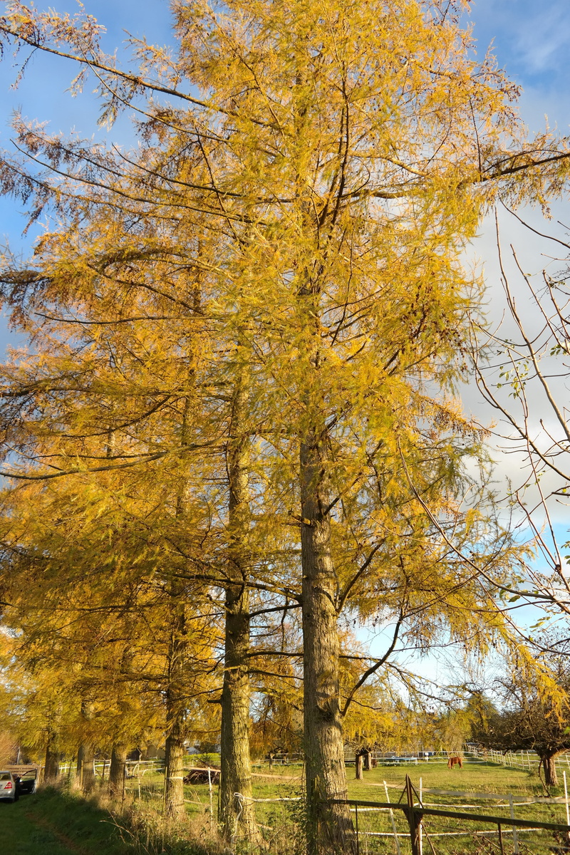 change, plant, summer green tree, outdoors, sky, fall color, western, branch, scenics - nature, larch avenue, growth, larch discoloration, larix, needlelike leaves