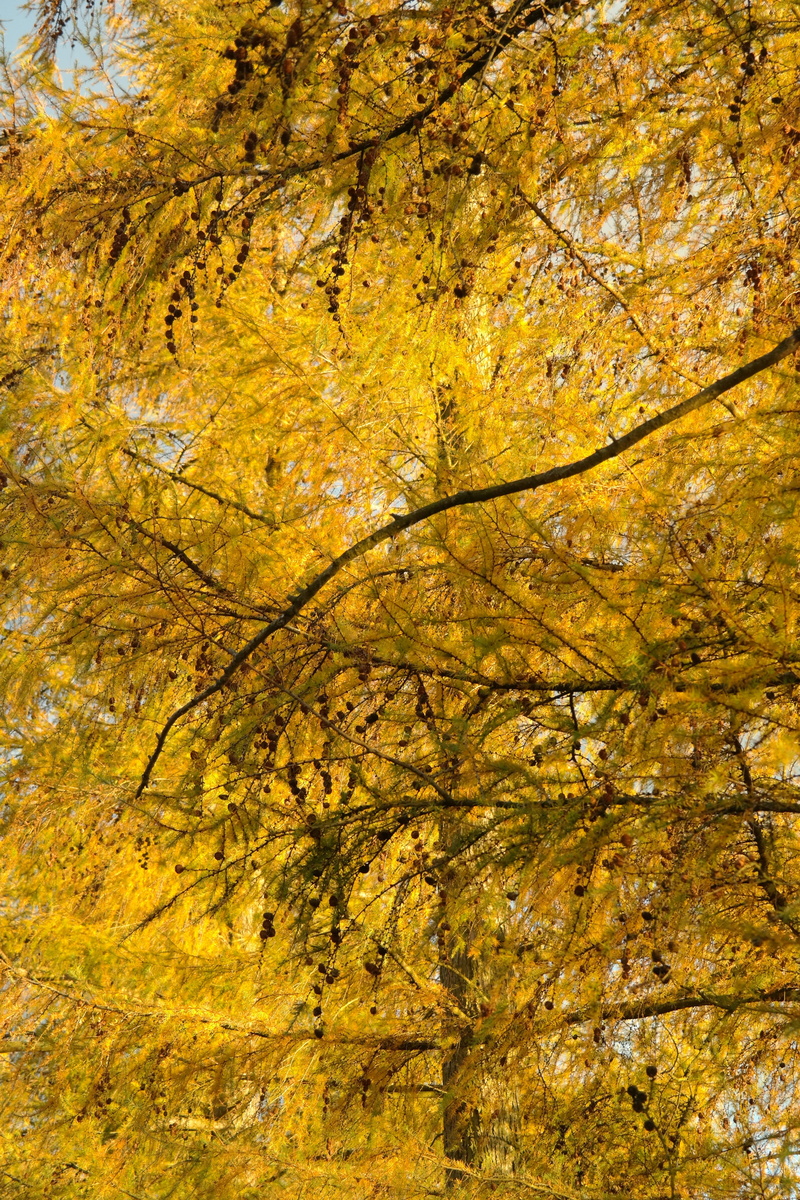 plant part, autumn collection, fall color, autumn, day, plant, close-up, spätherbstliche larch, leaf, nature, needlelike leaves, pasture, change, pine greenhouse