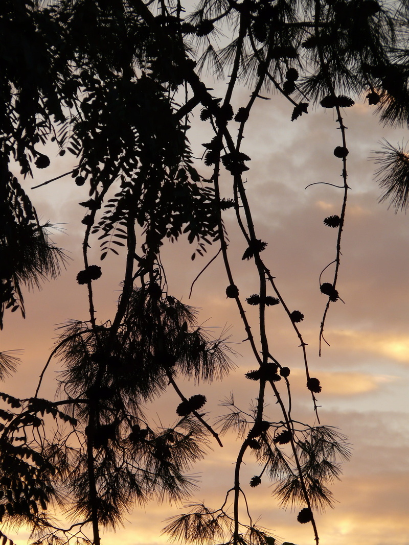 cloud - sky, orange color, branch, no people, pine greenhouse, scenics - nature, tranquil scene, Larix, tree, plant, larch cones, silhouette, tap, sky