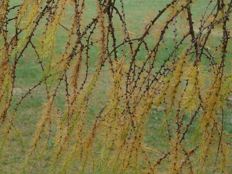 2K, larix, close-up, focus on foreground, beauty in nature, Japanese Larch, larix kaempferi, green color, Branch, yellow, tranquility, pine greenhouse
