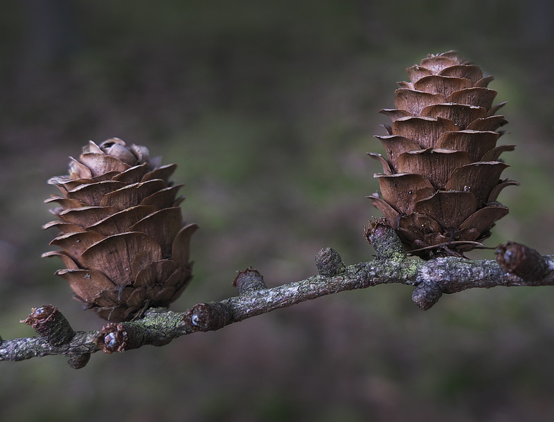 pine tree, leaf, plant stem, tap, dry, vulnerability, focus on foreground, brown tap, dried, pine greenhouse, day, photography, 2K, tranquility, flower