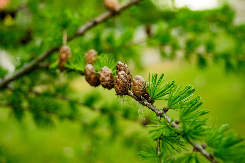 close-up, pine cone, pine, selective focus, may, no people, green, coniferous, growth, flower, iglak, needles, leaf, outdoors, day, tree, cones, plant part