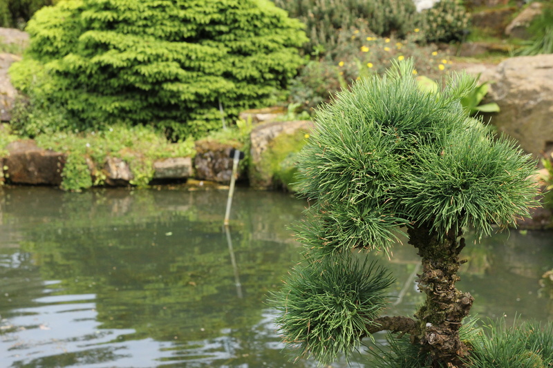 garden, outdoors, pine tree, day, western, garden design, water, pine greenhouse, green color, larix kaempferi, nature, focus on foreground, plant, branch