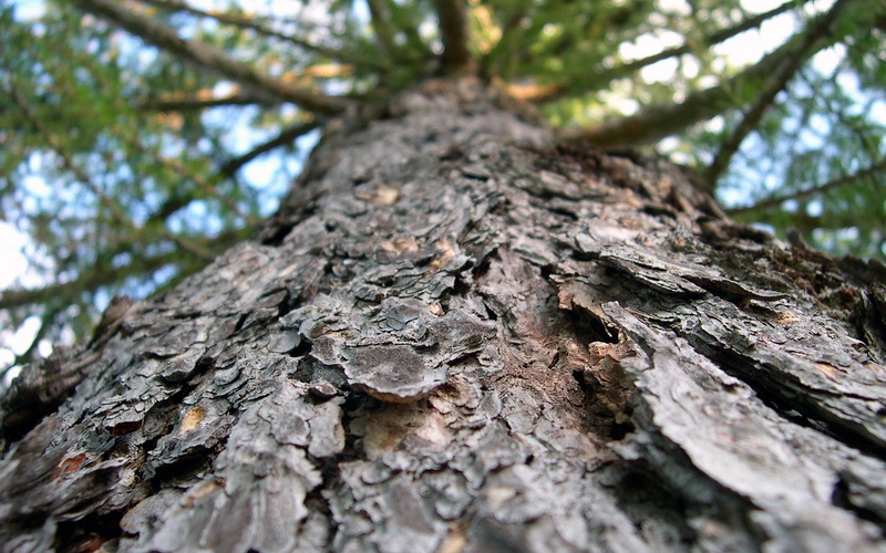 backgrounds, no people, wood - material, 1080P, tree trunk, textured effect, lichen, close-up, pattern, focus on foreground, larix, plant bark, directly below