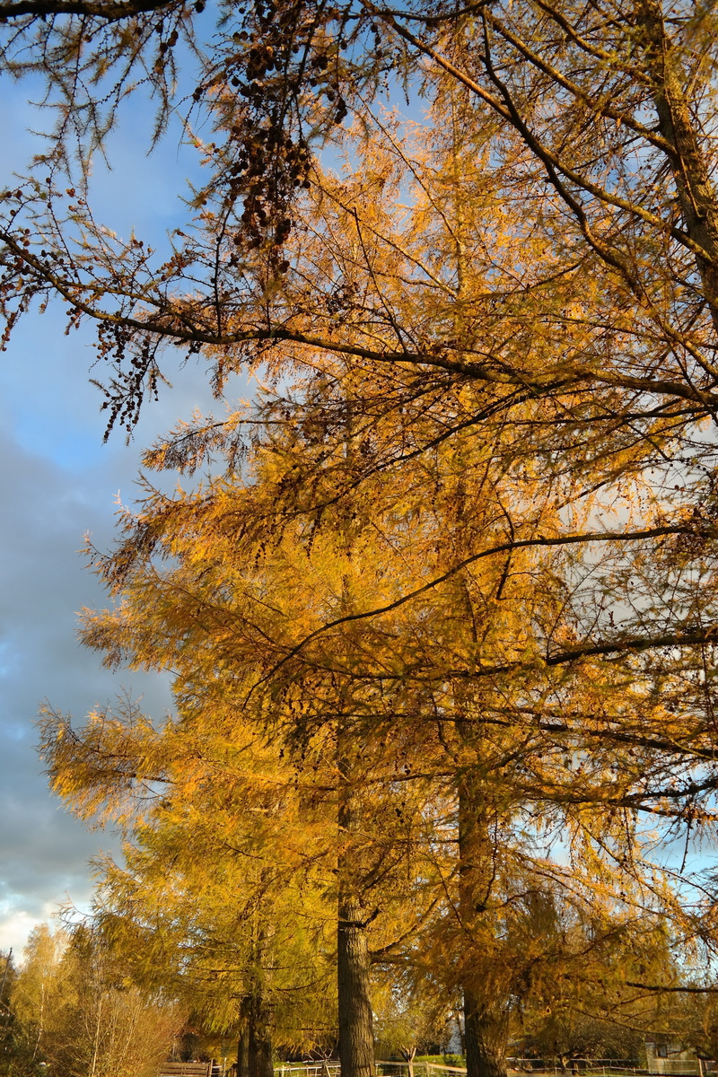 larix decidua, plant, tree canopy, spätherbstliche larch, sky, yellow, larch avenue, needles, orange color, western, autumn collection, change, avenue